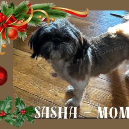 Sasha - Shih Tzu