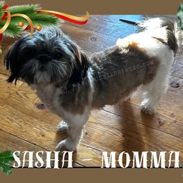 Sasha - Shih Tzu