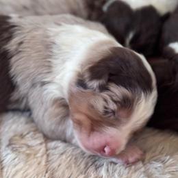 Mine - Red merle female Australian Shepherd puppy in Ramona, California from Blue Moon Aussies