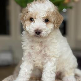 Steven - White male Cavapoo puppy in Yuciapa, California from AlltheDoodlez_
