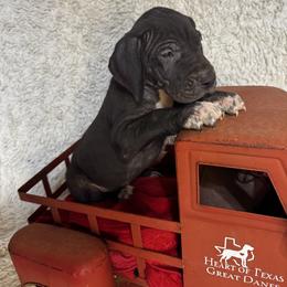 Silver Collar Male - Black and white male Great Dane puppy in Wimberley, Texas from Heart of Texas Great Danes