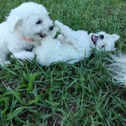 Boy 1 - White male Bichon Frise puppy in Selma, North Carolina from Havenkennels