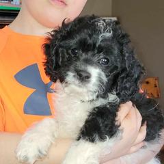 Cavapoo Puppies from Joseph G Harrison