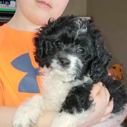 Cavapoo Puppies from Joseph G Harrison