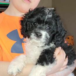 Cavapoo Puppies from Joseph G Harrison