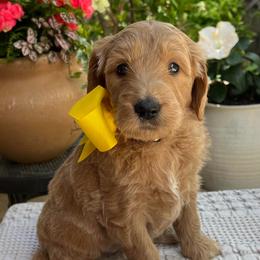 Daisy - Cream female Goldendoodle puppy in The Woodlands, Texas from Gracie's Goldendoodles and Bernedoodles