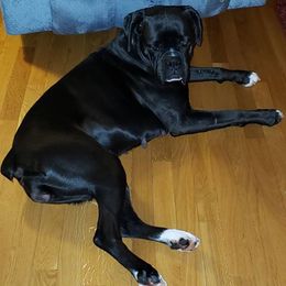 Skye - Boxer