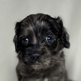 Luigi - Merle male Cockapoo puppy in Bronson, Florida from Tabler Family Puppies