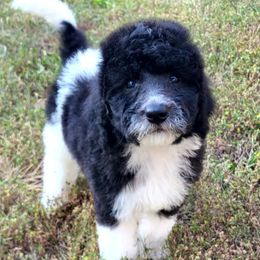 Orion - Black and white male Sheepadoodle puppy in Owensville, Missouri from Oak Valley Kennels