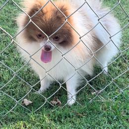Pomeranian puppies from Bee Mine Maltipoos and Pomeranians