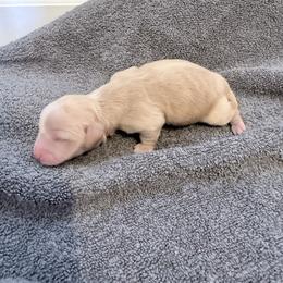 Toffee - Cream male Dachshund puppy in Fort Worth, Texas from The Holloway Dachshunds