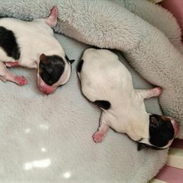 Yorkshire Terrier puppies from Ioney's Southern Paws Shelties, Frenchies, and Yorkies
