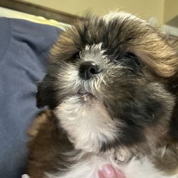 Darcy white - Chocolate female Shih Tzu puppy in Temple, Pennsylvania from Kathy Diego's Shih Tzus