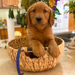 Golden Retriever Puppies from Red Prairie Retrievers