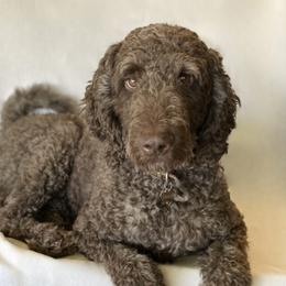Emma - Bernedoodle