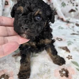 Shadow - Phantom male Poodle puppy in W Sacramento, California from BirchBark Poodles