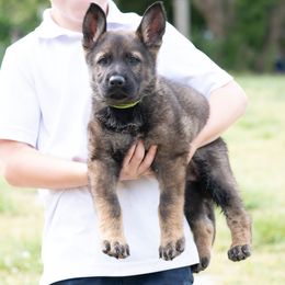 German Shepherd Puppies from C6 Ranch & Shepherds