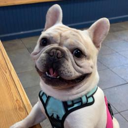 Bruno - French Bulldog