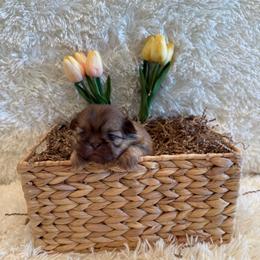 Sparrow - Red and tan male Shih Tzu puppy in Success, Missouri from Sweet Success