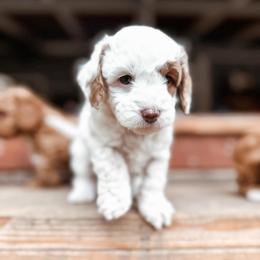 Winter - White female Cavapoo puppy in Shingle Springs, California from Kindred Oak Goldendoodles