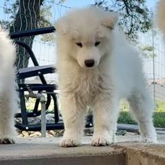 Hemingway - White male Samoyed puppy in Nampa, Idaho from Long Run Samoyeds