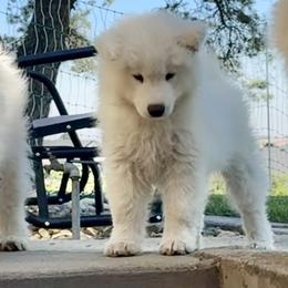 Hemingway - White male Samoyed puppy in Nampa, Idaho from Long Run Samoyeds