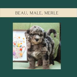 Beau - Merle Bernedoodle puppy in Woodland, Georgia from Bethel Doodle Ranch