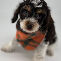 Cockapoo Puppies from Daisy and Dollie’s Little Darlins