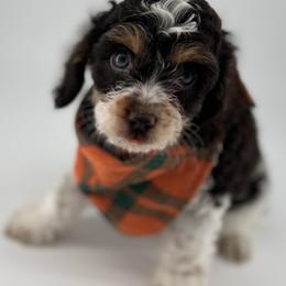 Cockapoo Puppies from Daisy and Dollie’s Little Darlins
