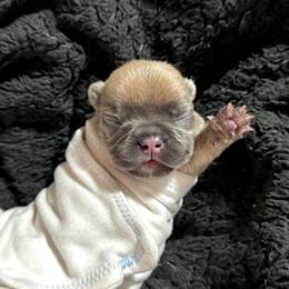 Green - Blue fawn male French Bulldog puppy in Plainview, Texas from The Kings Ransom French Bulldogs
