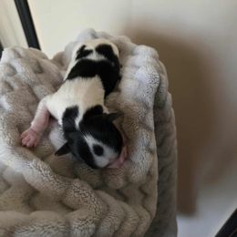 Monty (Boy 2) - Black tan and white male Biewer Terrier puppy in El Paso, Texas from De La Rosa Biewers