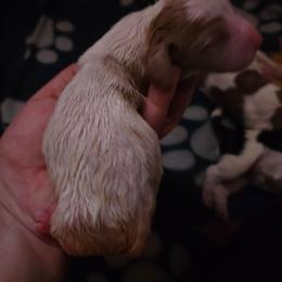 Girl 1 - Red and white female Basset Hound puppy in Princeton, Minnesota from Blissful Basset Hounds