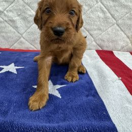 Red collar - Mahogany male Irish Setter puppy in Choctaw, Oklahoma from Heartland Irish Setters