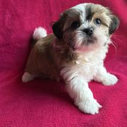 Hallie - Gold and white female Shorkie puppy in Springtown, Texas from DATAMS PRECIOUS PETS