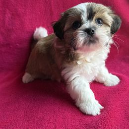 Hallie - Gold and white female Shorkie puppy in Springtown, Texas from DATAMS PRECIOUS PETS