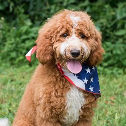 Tucker - Goldendoodle