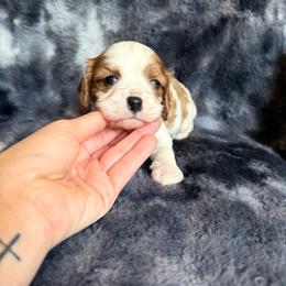 Kingston - Blenheim male Cavalier King Charles Spaniel puppy in Knoxville, Tennessee from Rocky Top Cavapoos