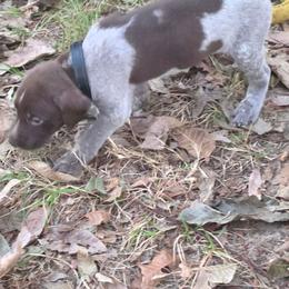 Boy 6 - White and liver male German Shorthaired Pointer puppy in Henderson, Texas from C4 Gun Dogs