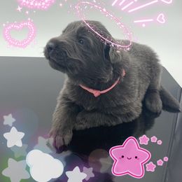 German Shepherd Puppies from Devon Rugerio's German Shepherds