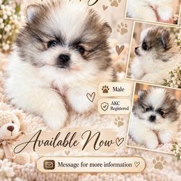 Stary - Orange parti male Pomeranian puppy in El Paso, Texas from Texas quality pomeranians