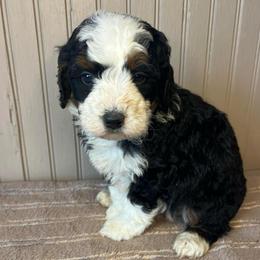 Zane - Tri-color male Bernedoodle puppy in Clarinda, Iowa from Root and Branch Bernedoodles
