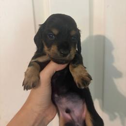 Tyrax - Black and cream male Dachshund puppy in Conroe, Texas from R&M Dachshunds