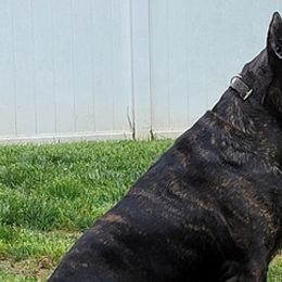 Cane Corso from Love Kennels