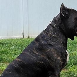 Cane Corso from Love Kennels