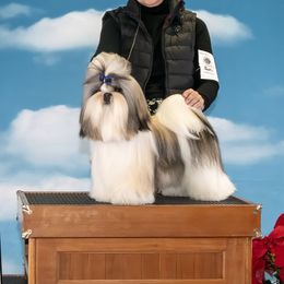 Shih Tzus from Jas’ ClassnSass