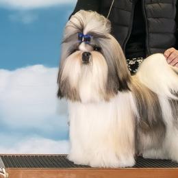 Shih Tzus from Jas’ ClassnSass