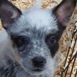 Flannel - Blue speckled male Australian Cattle Dog puppy in Mena, Arkansas from Red Desert Australian Cattle Dogs