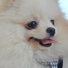 Misty Reign - Cream female Pomeranian puppy in Port Angeles, Washington from Pacific Northwest Pomeranians