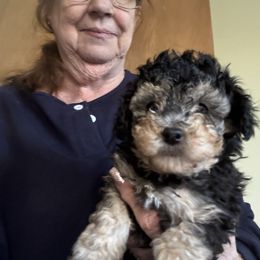 Male - Phantom male Poodle puppy in Canterbury, Connecticut from Diamonds in the Sky