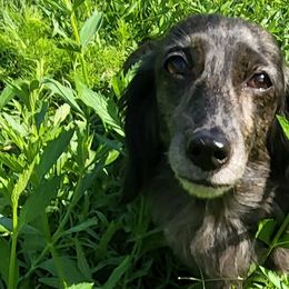 Dachshunds and Labradoodles from Ari's Labradoodles